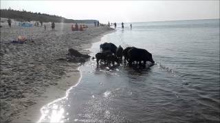 Wildschweine am Strand [upl. by Iatnahs375]