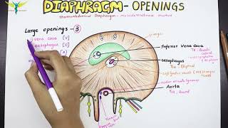 Diaphragm  Anatomy  Openings and Structures passing [upl. by Dodson]