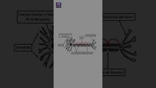 Axón Cómo Transmite Impulsos en tu Cerebro 🧠 [upl. by Airdnassac]