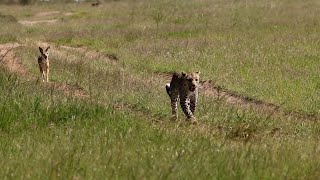 Leopard chases after jackal and then runs away from it [upl. by Nonnek967]