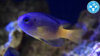 【チャーム】海水魚 イエローベリーダムセル Pomacentrus sp スズメダイ charm動画 [upl. by Azaleah]