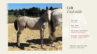 Lot 17  Colt  Colorit x Cornelle Z by Cornet Obolensky [upl. by Sonitnatsok]