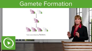 Gamete Formation Segregation amp Meiosis – Genetics  Lecturio [upl. by Etyak]