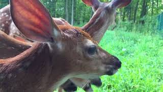 The fawns have been moving on to some solid food in addition to their formula [upl. by Ainaj]