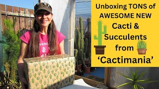 Unboxing TONS of AWESOME NEW Cacti amp Succulents from Cactimania cactus cacti succulents [upl. by Yrroc747]