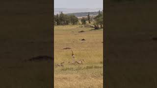 The Cheetahs Swift Chase A Mothers Daring Hunt Ensures a Lesson for Her Cubs Cheetah vs Impala [upl. by Benita]