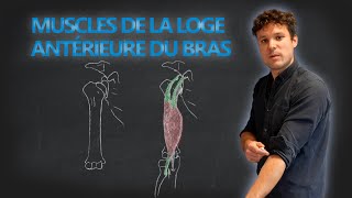 Anatomie des muscles de loge antérieure du bras [upl. by Ardnoyek]