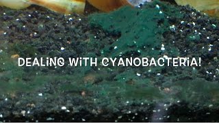 Dealing with Cyanobacteria [upl. by Eldin]