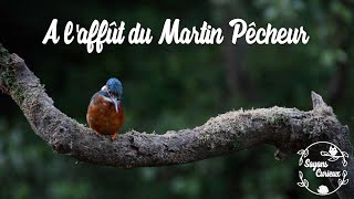 A laffût du Martin Pêcheur [upl. by Harrus]