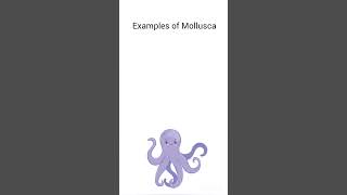 Phylum Mollusca  Animal kingdom  biology phylum animalkingdomclass11 animalkingdomneet [upl. by Sabanrab959]