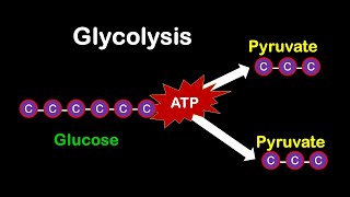 Glycolysis MADE EASY [upl. by Coraline]