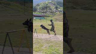 Belgian shepherd MALINOIS Excercise Show pets [upl. by Enilrac608]