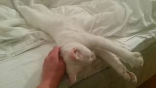 Mimo the white deaf cat is hard to wake up [upl. by Breeze809]