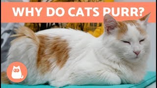 Why Do Cats PURR 😻 Everything You Need to Know [upl. by Relluf640]