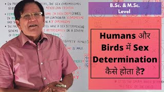 Sex Determination in Humans and Birds  BSc amp MSc Level [upl. by Anar]