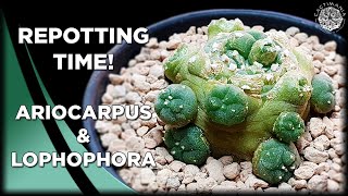 Repotting Ariocarpus amp Lophophora  Cactus amp Succulent Collection [upl. by Marsden]