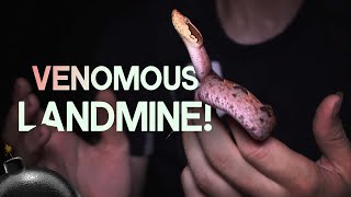 VENOMOUS LANDMINE  MALAYAN PIT VIPER [upl. by Prussian]