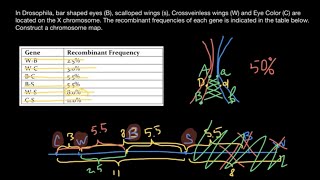 How gene mapping works [upl. by Suired31]