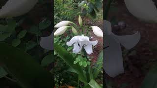 Crinum Latifolium lily white peace nature love flowers photography garden kokan bud viral [upl. by Aldo560]