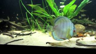 Royal Spotted Green Discus Putumayo and Blueface Heckel Discus Eating [upl. by Weinstein]