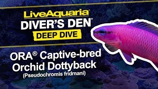 LiveAquaria® Diver’s Den® Deep Dive ORA® Captivebred Orchid Dottyback Pseudochromis fridmani [upl. by Hermes235]