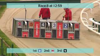 Monmore Greyhounds Races on 9th November 2024 [upl. by Benyamin48]