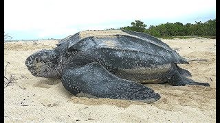 Facts The Leatherback Sea Turtle [upl. by Hplar]