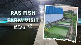 RAS Recirculatory Aquaculture System fish farm visit  Better than biofloc •Large quantity culture [upl. by Eitsirhc]