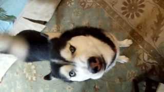 Siberian Husky Growling and Howling [upl. by Ardel]