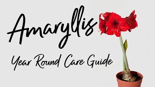 How to Care for Amaryllis throughout the WHOLE YEAR [upl. by Acirret]