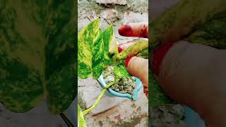 Money plant ko dhup me lagga diya tha😭 yellow leaf ho gae 🙏 please subscribe 💕🙏 [upl. by Downey357]