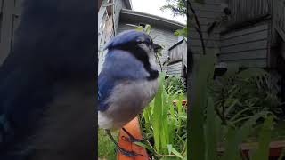 Blue Jay gets Blue Berries howtoeatlikeabird [upl. by Eatnahc145]