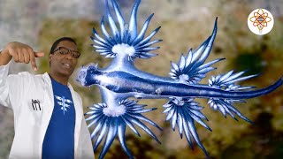 The SCIENCE RAP Show  Glaucus Atlanticus Blue Dragon [upl. by Iturk]