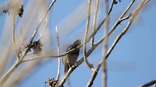 RedWinged Blackbird clicking and singing bird call [upl. by Niehaus160]