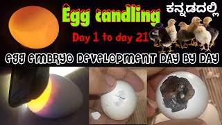 chicken egg candling day 121 in Kannada  LSM Home Made Incubators [upl. by Nilac]