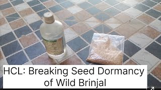 Use of Hydrochloric Acid for Breaking Seed Dormancy of Wild Brinjal Turkey berry Solanum torvum [upl. by Ainud279]