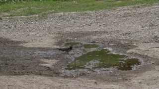 Sarat gyűjtő fecskék  Mud collecting Martins and Swallows Hungary  Fony 20130506 [upl. by Lorimer]