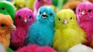 COLOUR CHICKS  colour chicken babys  Hens Chicks playing game  Colour Chick Video  Hen Videos [upl. by Amund]