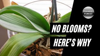 WHY Your Orchids AREN’T BLOOMING [upl. by Katharyn]