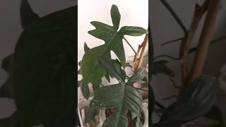 Philodendron Pedatum philodendron shorts viralshorts houseplants indoorplants plants [upl. by Eihctir293]