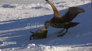 Giant Petrels hunting their favourite food emperor penguin chicks [upl. by Aihsyt]