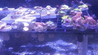 Red Sea Max Nano viralvideo salt water fish tank aquarium [upl. by Michaud]