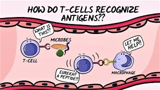 Q amp A How do Tcells recognize antigens [upl. by Ruggiero]