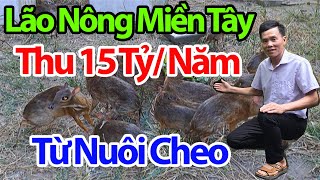 Lão Nông Miền Tây Thu 15 Tỷ Năm Từ Nuôi Cheo Cheo Trại Cheo Cheo Lớn Nhất Vĩnh Long [upl. by Lednahs]