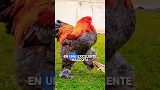 ¡La Reina de las Gallinas 🐔👑 [upl. by Sebastien408]