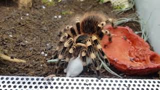 Acanthoscurria geniculata eating mouse [upl. by Lekram]