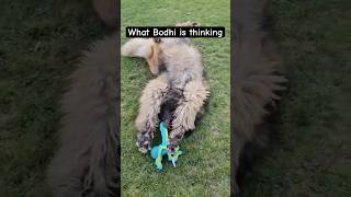 What is he thinking leonberger cutedog puppy fluffydog cute [upl. by Yemac]