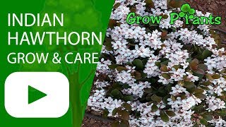 Indian hawthorn  grow care amp eat Rhaphiolepis indica [upl. by Alletsirhc]