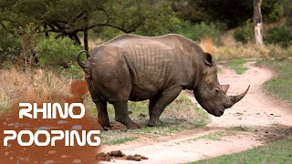 Rhino marking territory Rhino pooping wildlife video Rhino wildlife video😂😂🦏😁 [upl. by Omer906]