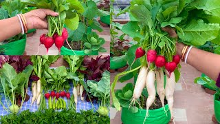 Lovely Harvest From My Terrace Garden  Harvesting Organic Vegetables [upl. by Gabbert]